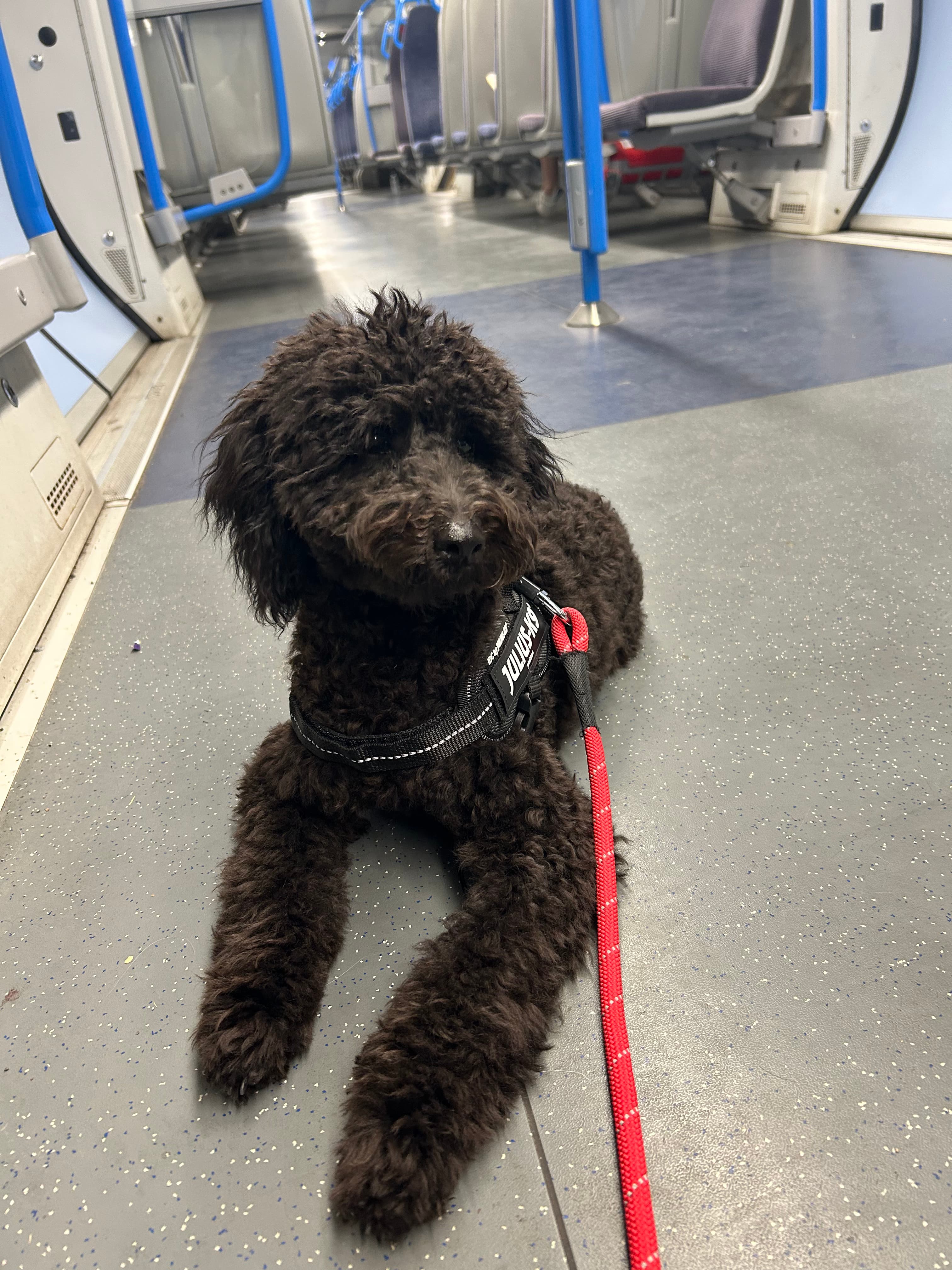 Black curly-haired dog wearing a harness and red leash lies on a train floor.